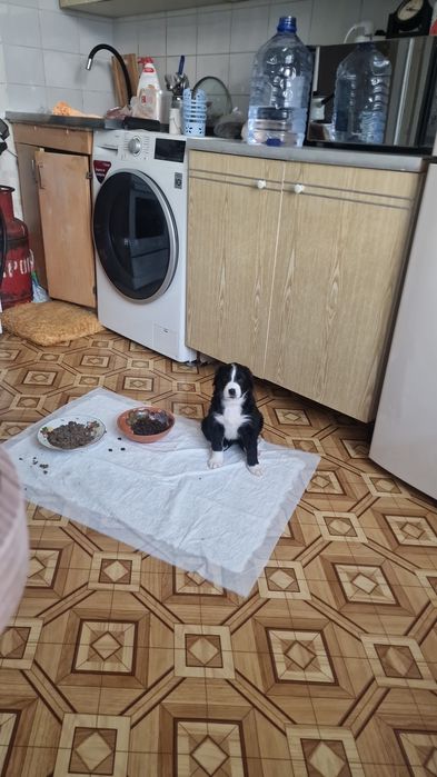 Девочка в добрые руки