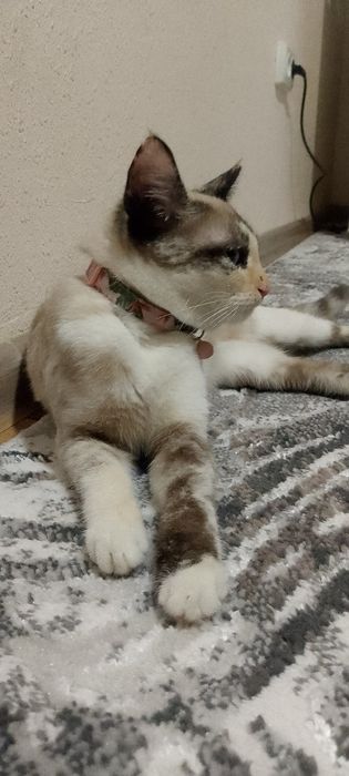 Британский шиншилла