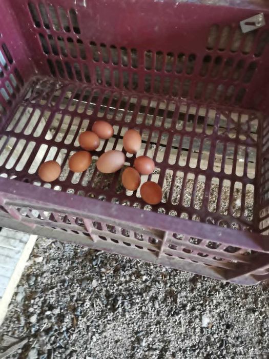 Oua de gaina de vanzare