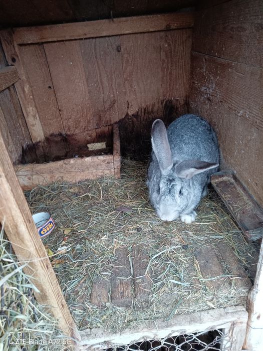 Vand iepurii belgian metis