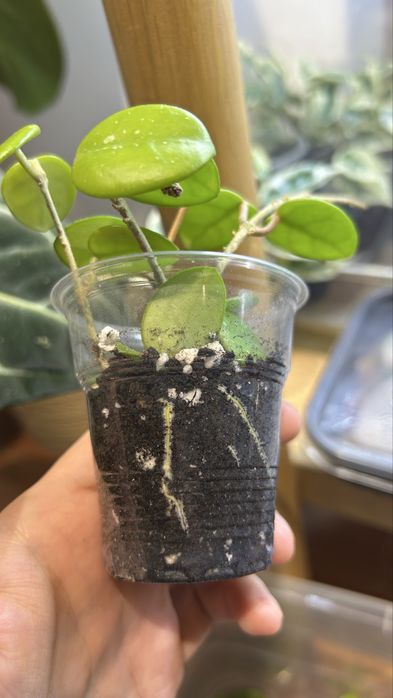 Хойя матильда хойа