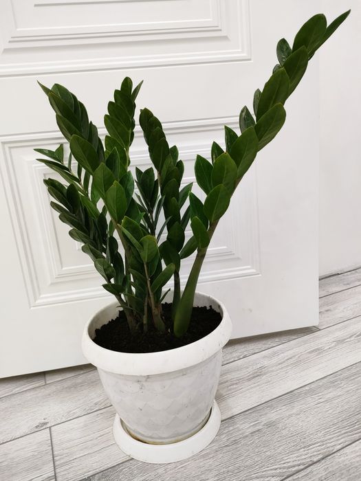 Комнатные растения, доставка