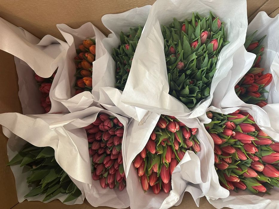 Тюльпаны Павлодар