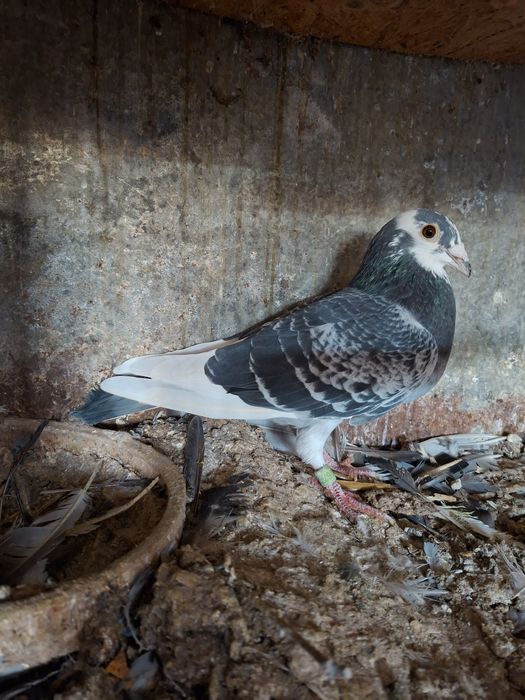Porumbei se vinde mascul Peto Jànos  2018