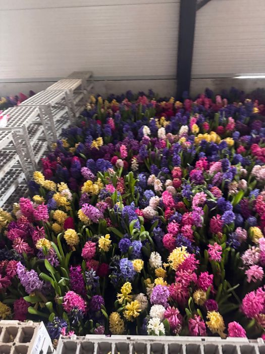 Zambila inflorita și parfumată