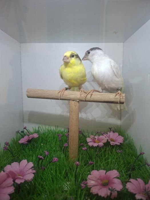 Vănd canari opheus si slavujar