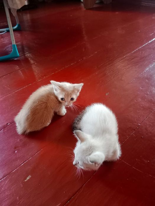 Отдам котят в добрые руки