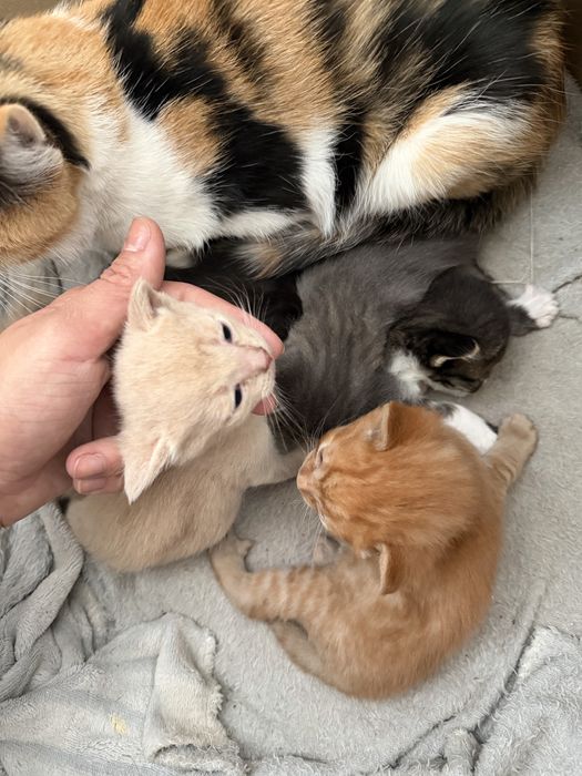 Отдам котят бесплатно
