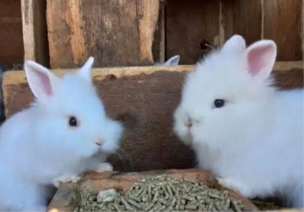 Iepurasi albi pitici