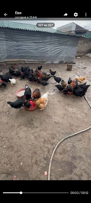 Продаю домашние яйца свежие каждый день