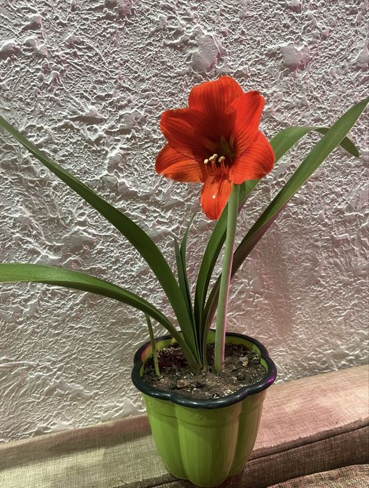 Продам цветы гиппеаструма