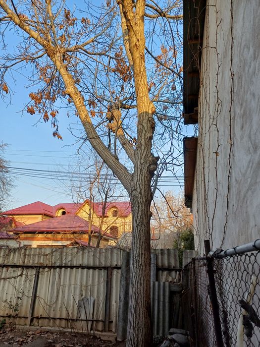 Продам дерево Орех.( Дарахт ёнгок сотилади)