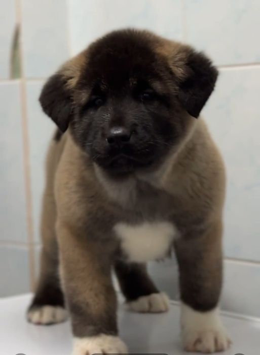 Американская акита