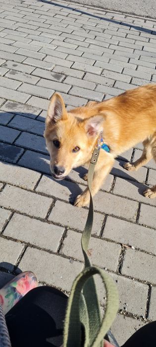 Щенок (мальчик) ищет дом и добрые руки