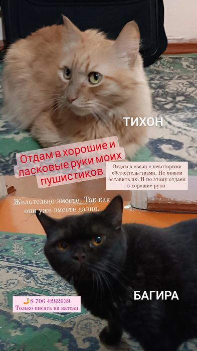 Отдам в хорошие руки