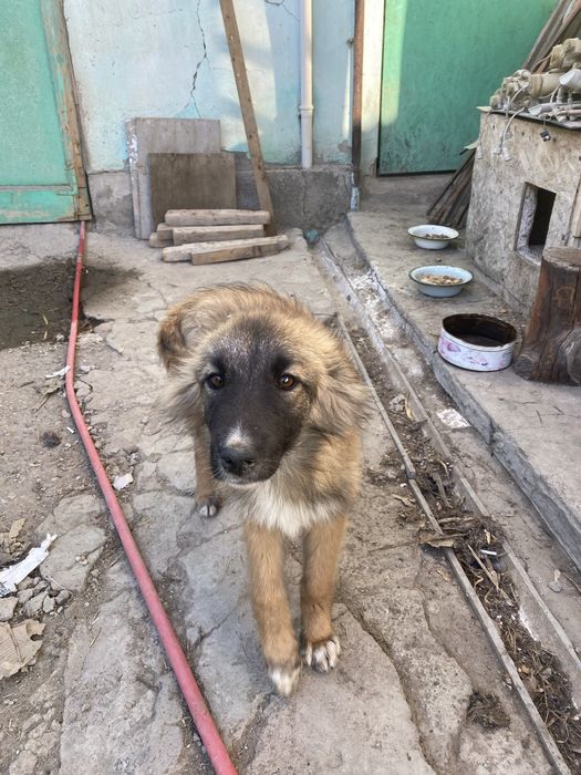 Мальчик в хорошие руки
