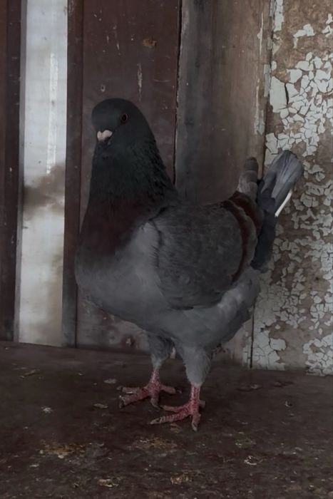 Продам голубей Кинги