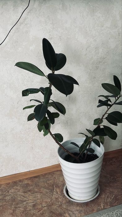 Продам комнатные цветы