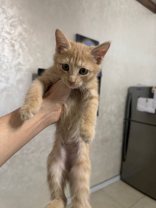 Котенок бесплатно в хорошие руки