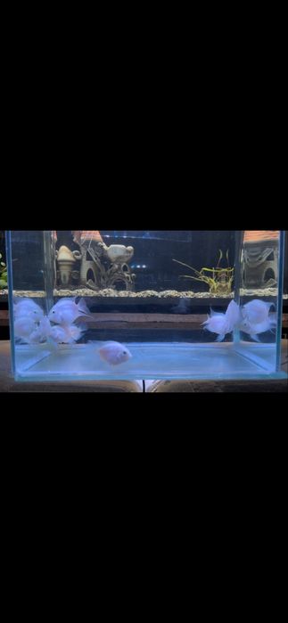 Продам рыб платиновый попугай      г.Тараз