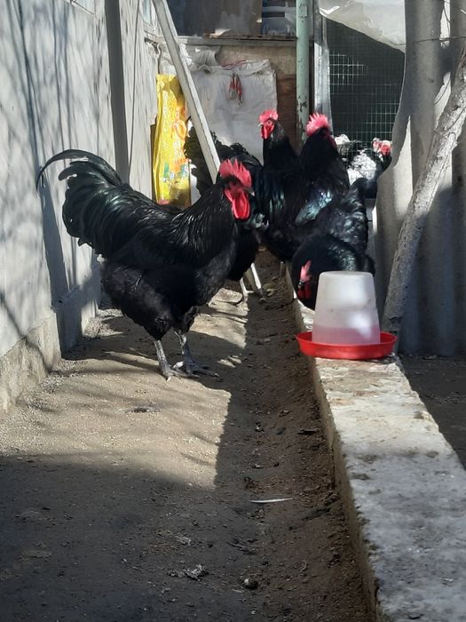 Жерси тухумлари сотилади