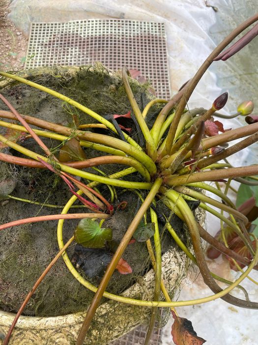 Лилия, лотус, нилуфар гул