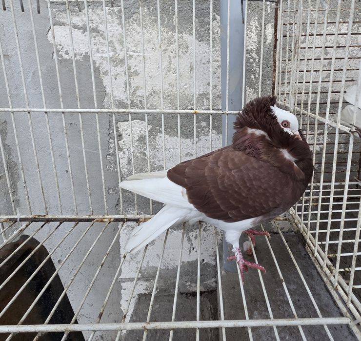 3  perechi de capucini +1 mascul