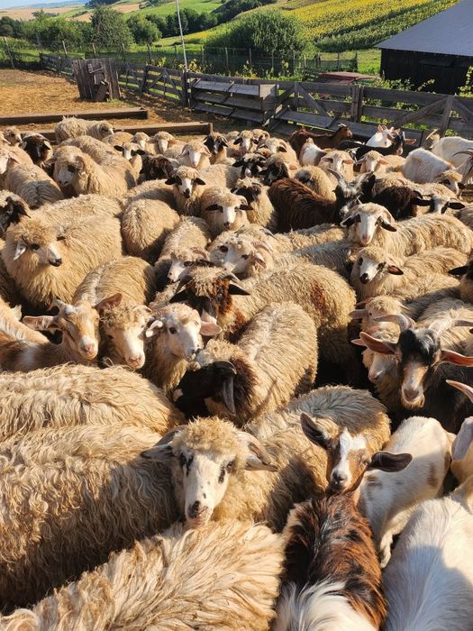Vând 180 de oi cu lapte, rasa bîle si breze, - 850lei/buc