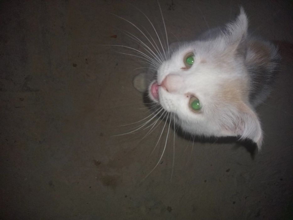 Parodyali mushuk bolachasi