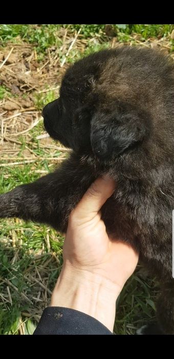 Ovcharka bolasi sotiladi