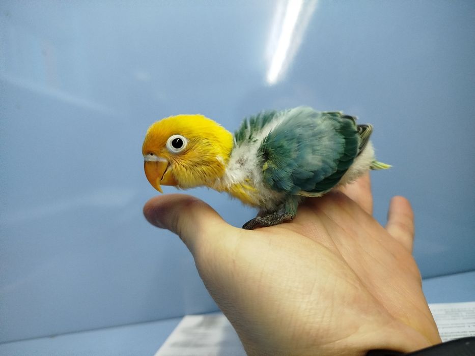 Ручной попугай неразллучник