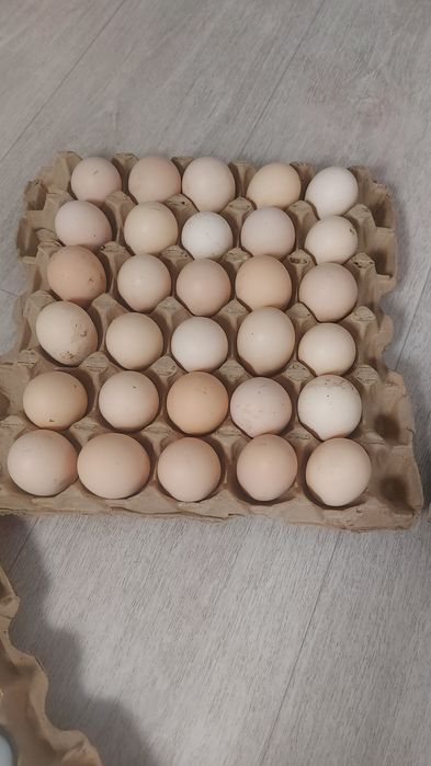 Инкубационное яйцо