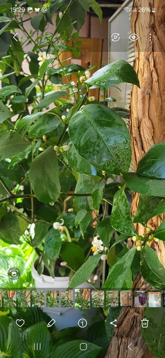 Продам лимонное дерево