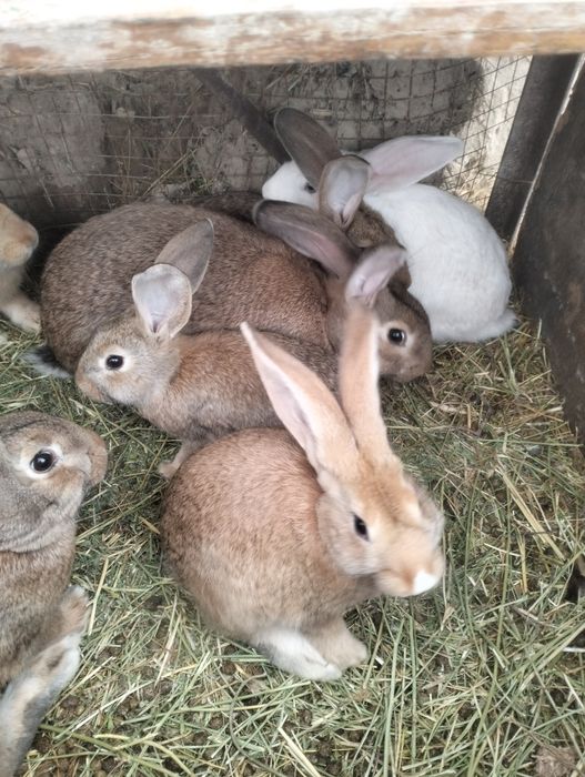 Продам кролика..