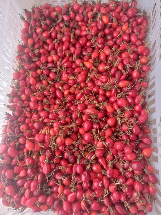 Продам  шиповник