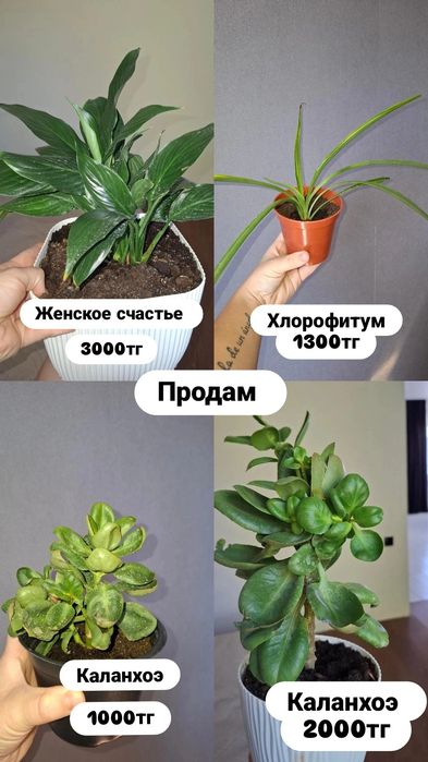 Продам комнатные цветочки