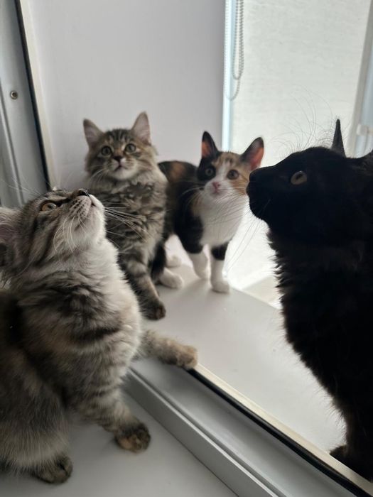 Отдам котят в добрые руки!