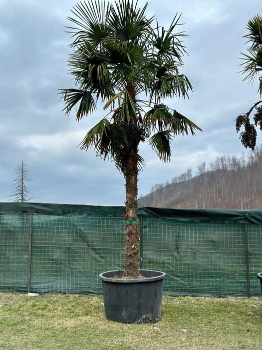 Plante palmieri maslin