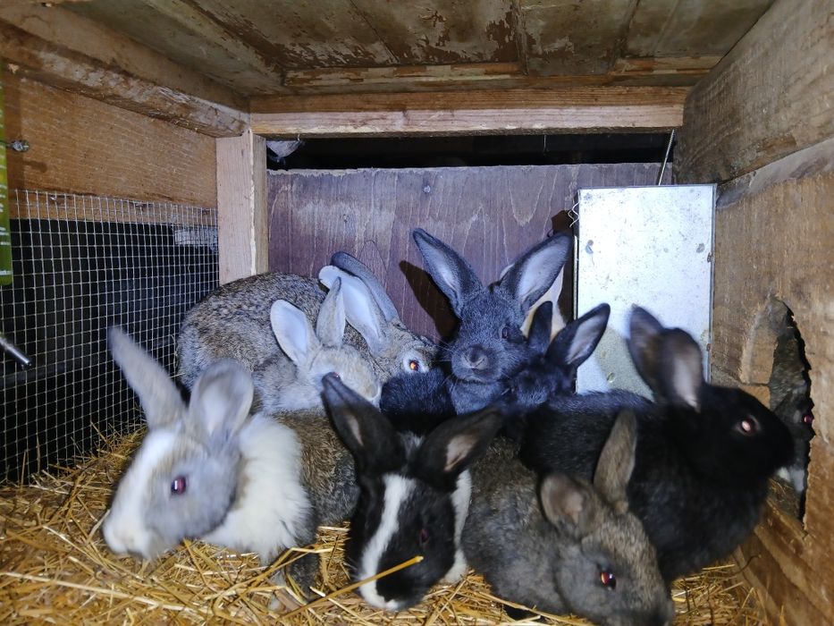 Iepurași de vanzare