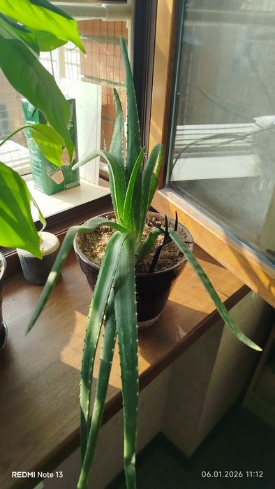 Домашние,комнатные цветы