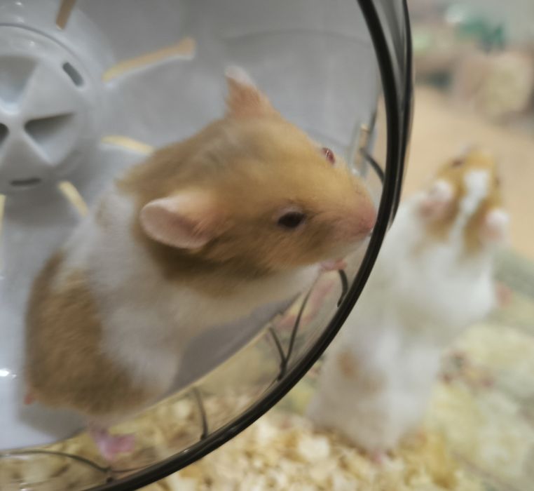 Хомячки сирийские