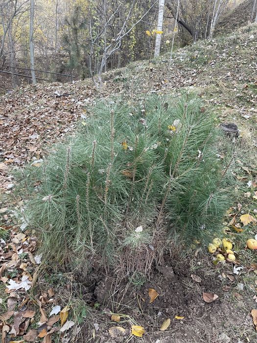 Арча кучатлари сотилади