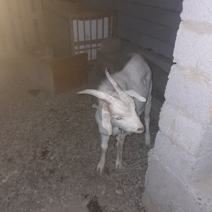 Буаз ешкі екеуі бірге сатылады