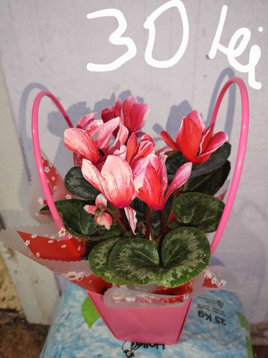 Vand zambile la ghiveci