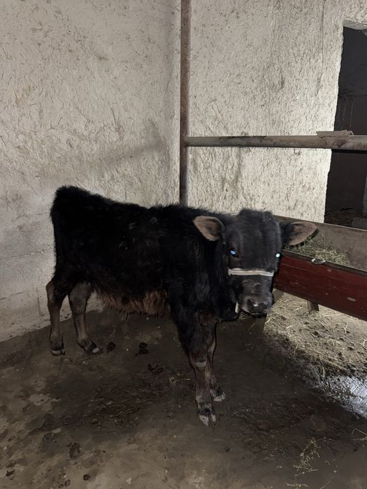 Mol sotiladi ona bacha