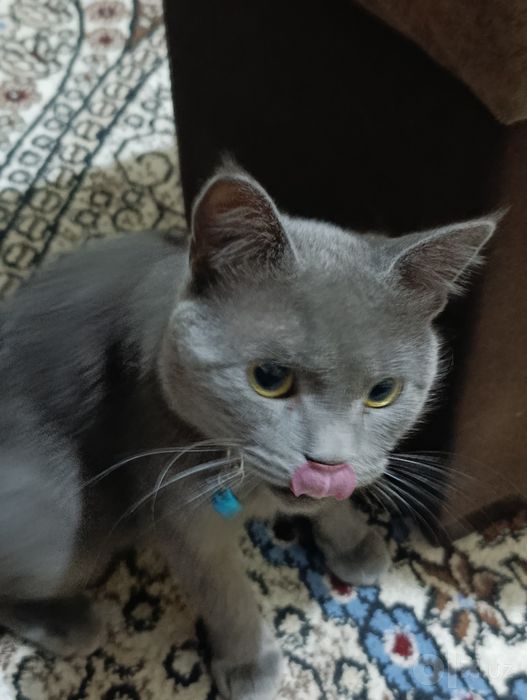 Продаётся кошка скоттиш страйт