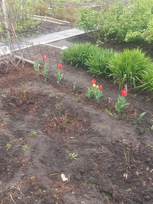 Продам дачу 2 садовое общество