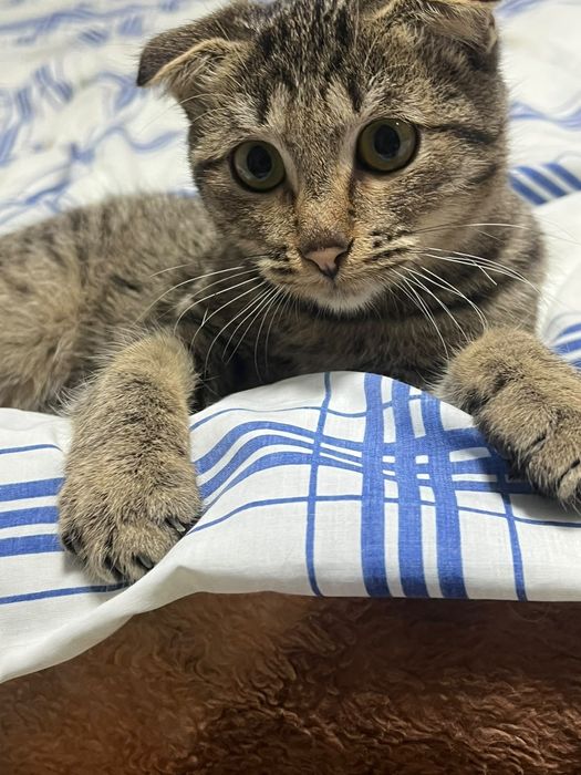 Отдам котёнка в хорошие руки