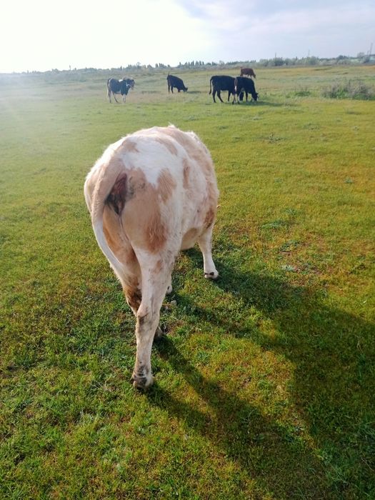 Сименталь сиыры сатылады