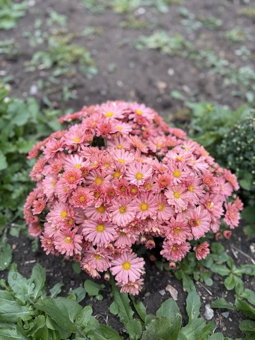 Хризантема мультифлора, корейская срезочная